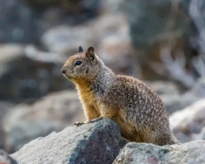 Man Mitting Squirrel